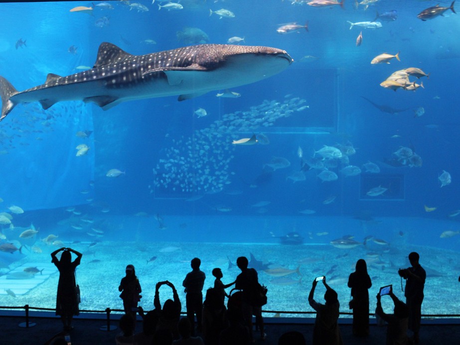 沖繩景點 ：沖繩美麗海水族館，號稱世界第二大水族箱