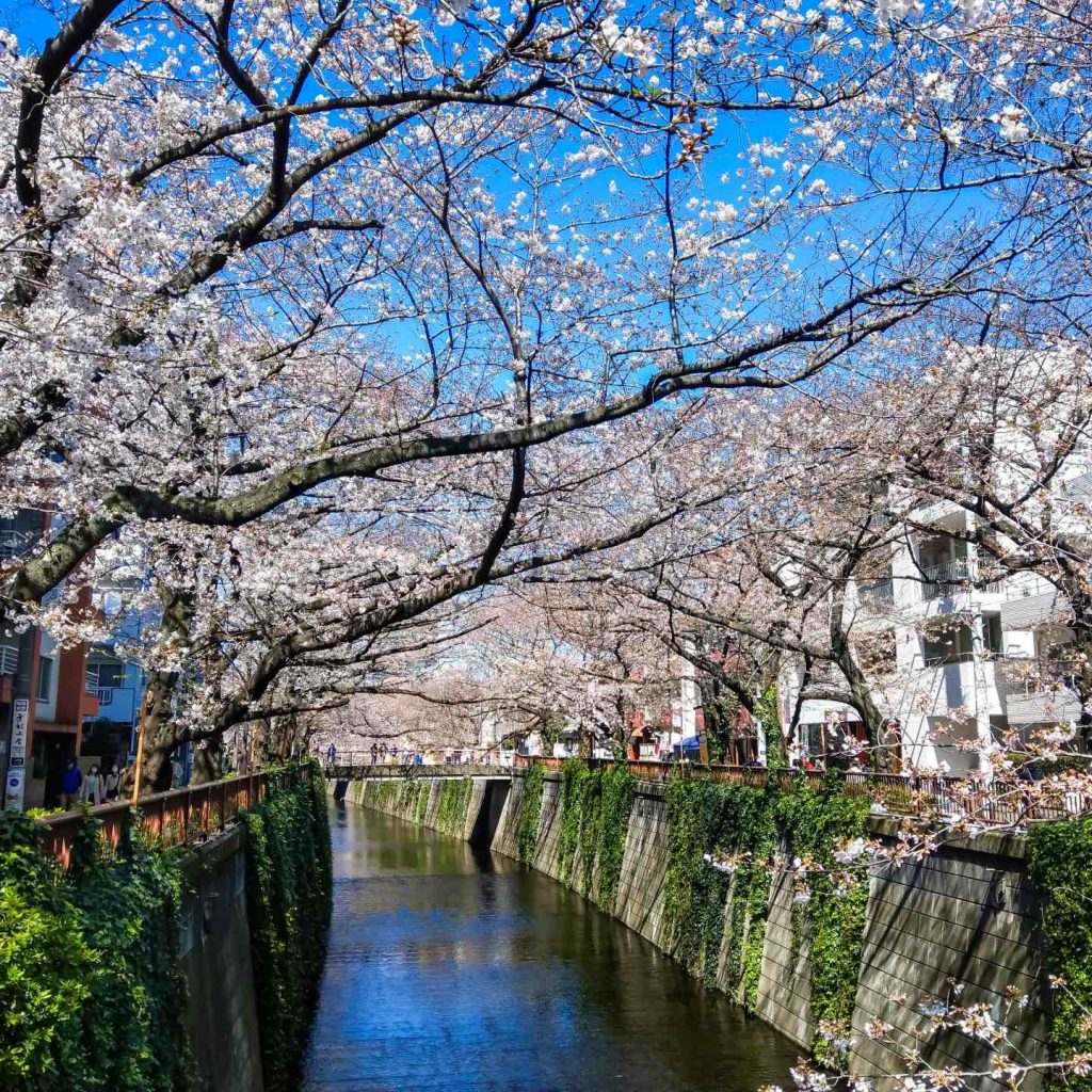 目黑川櫻花季是「3月下旬～4月上旬」