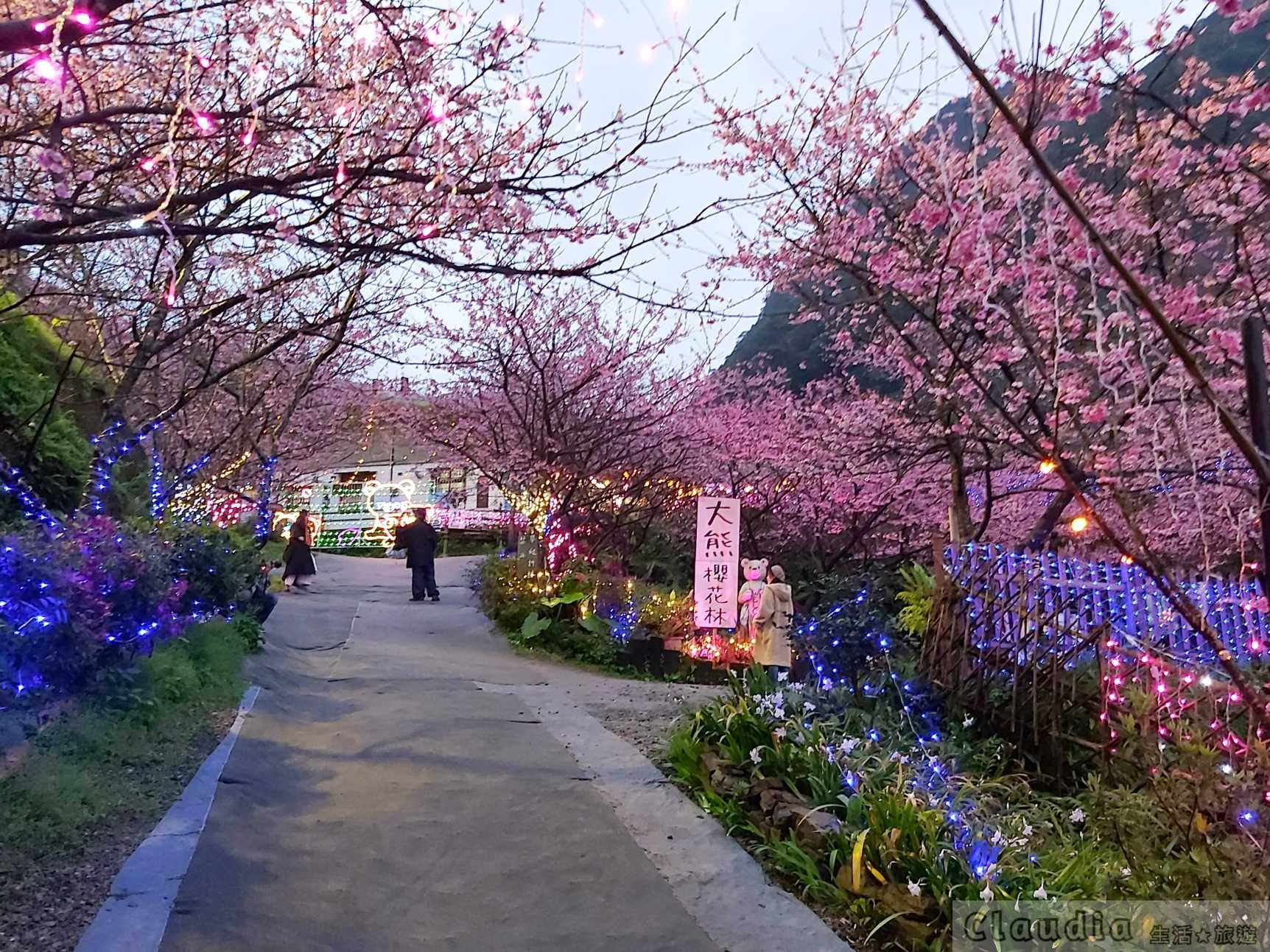 一秒到日本！台北新景點~三峽大熊櫻花林、賞櫻1-3月 | Claudia 生活旅遊