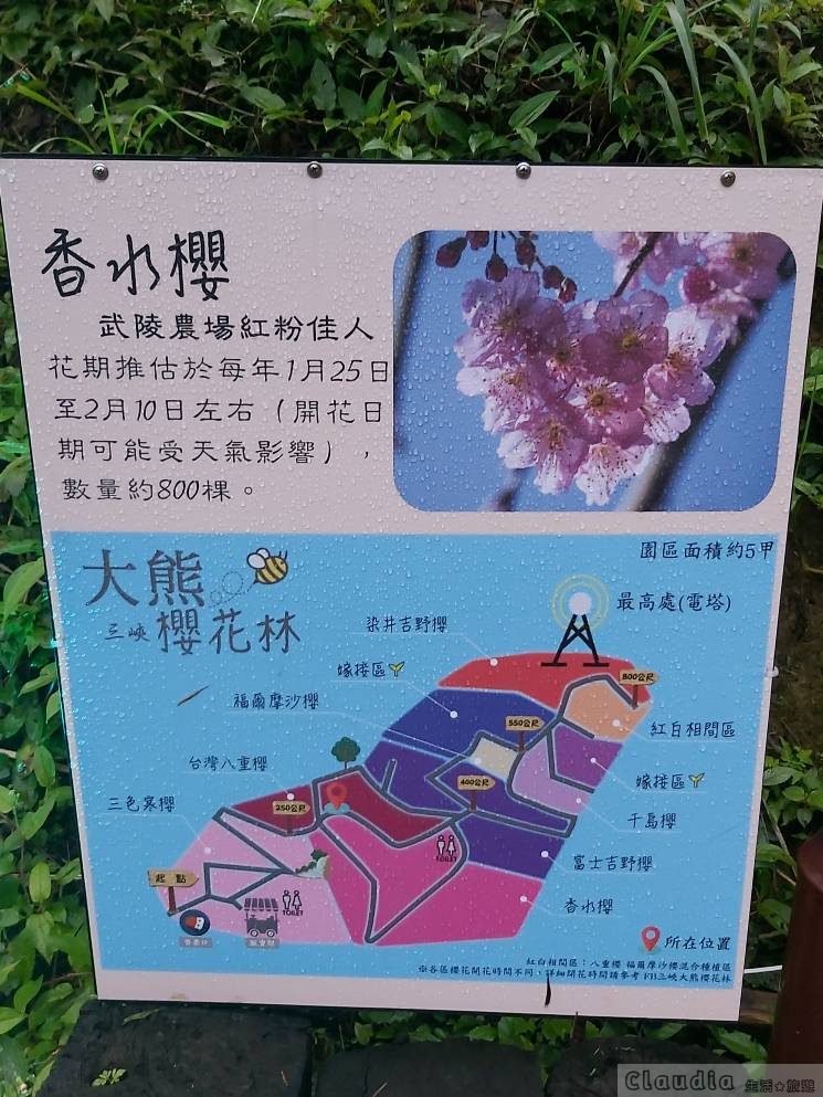 大熊櫻花林 ：園內櫻花分佈、櫻花品種