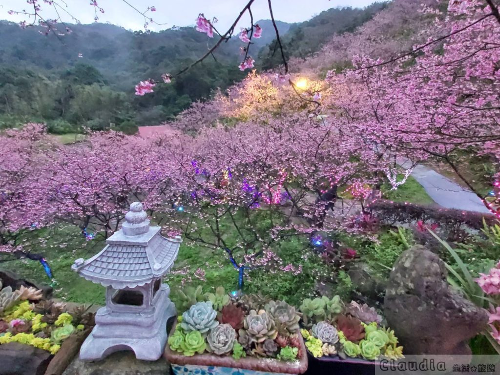 大熊櫻花林 ：彷彿一秒來到京都，看這夢幻般且嬌柔般的櫻花之花海